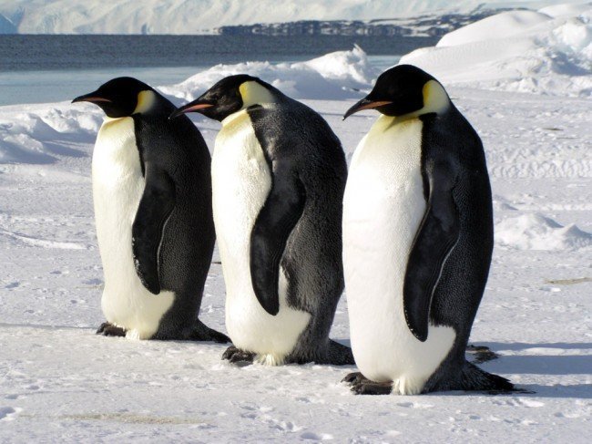 Где живут пингвины