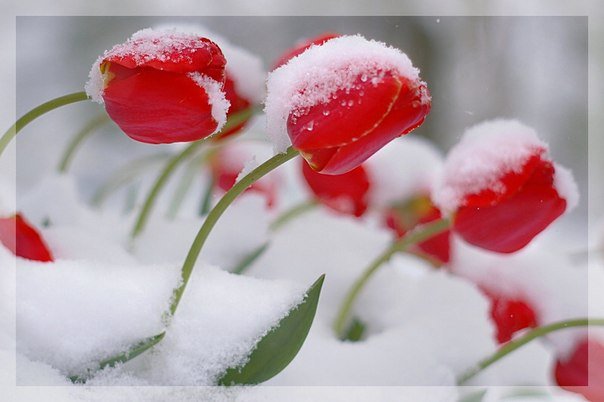 тюльпаны под снегом