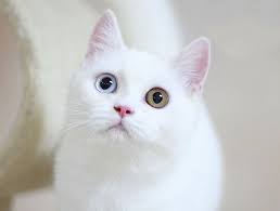 какие породы белых кошек имеют разноцветные глаза