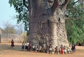 баобаб - самое толстое дерево в мире