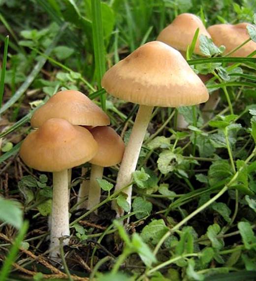 Когда пойдут первые грибы в 2017 году в Подмосковье