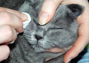 Чем лечить глаза у кошек
