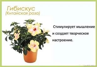 Гибискус, полезное комнатное растение