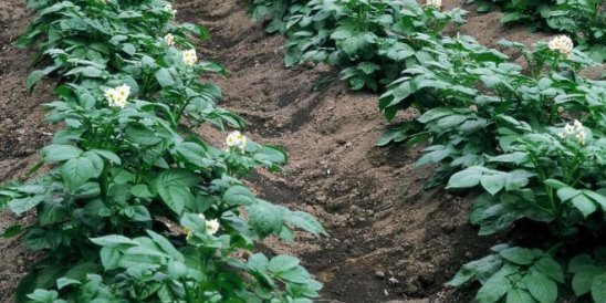 Через сколько дней после цветения можно копать молодой картофель на еду