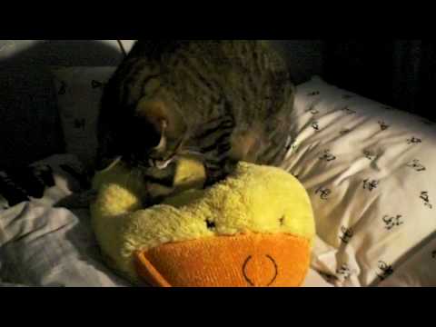 Кот топчет мягкую игрушку.
