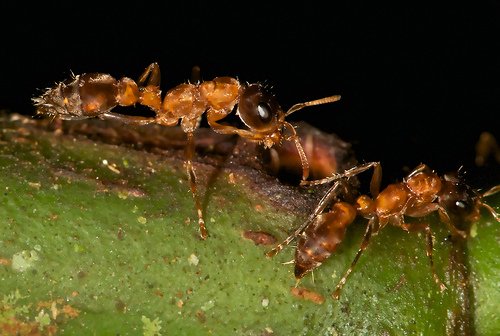 Борьба с муравьями в саде и огороде