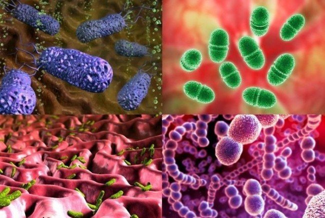 здоровье и бактерии