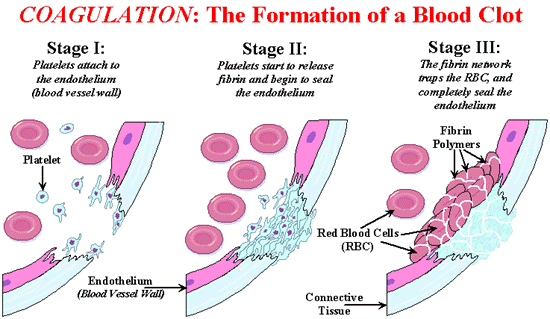 На картинке показан принцип работы свертывающей системы (Коагулограмма крови)