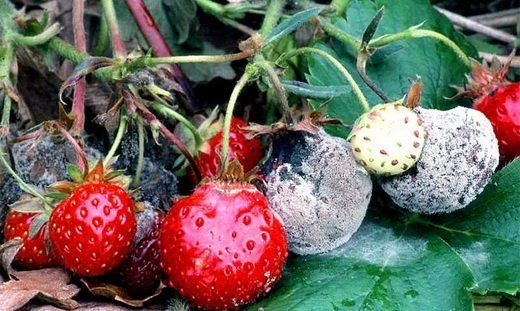 Почему на кустах клубники гниют ягоды
