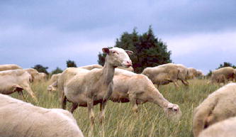 молоко овцы для сыра Рокфор