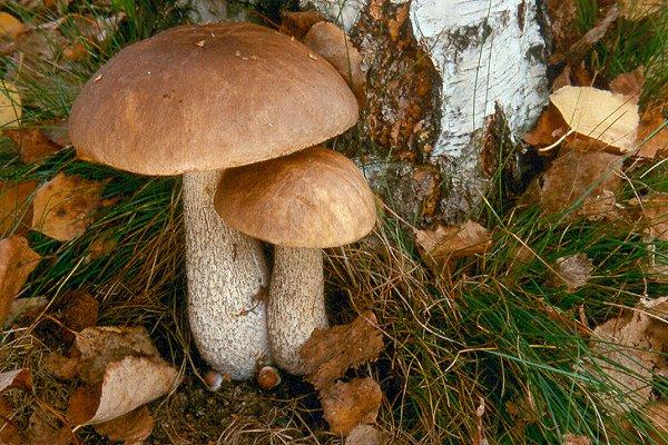 осень - идеальное время для сбора грибов