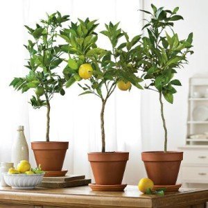 лимонное дерево в домашних условиях