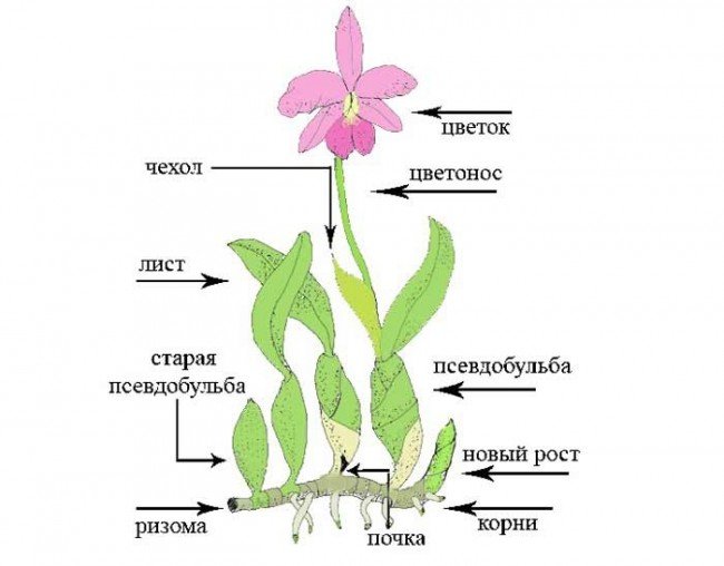 Венерин башмачок - строение цветка