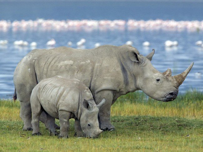 виды носорогов