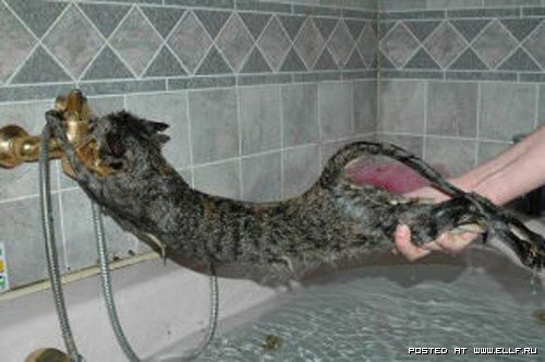 Кошка сопротивляется воде
