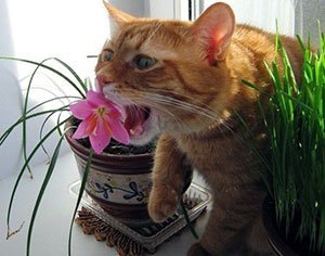Котик, питающийся цветами.