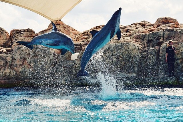 дельфины в воде