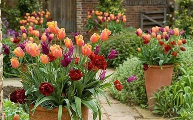 тюльпаны в уличных вазах