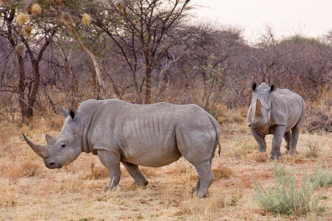 носороги - виды животных