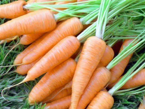 морковный урожай на поле