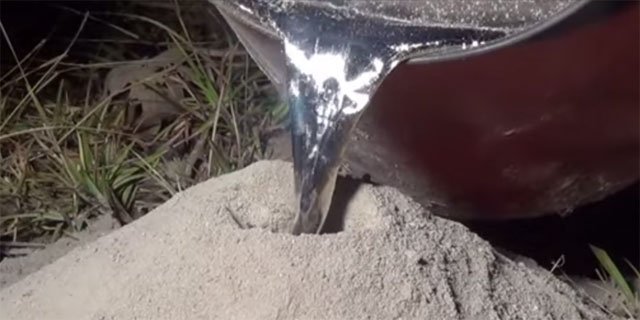 вливание смеси в муравейник