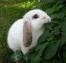 White_Bunny 